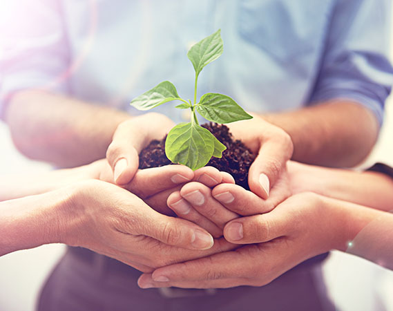Több kéz együtt tart egy földből kinövő, zöld levelű kis növényt – a közös növekedés és a fenntarthatóság szimbóluma.